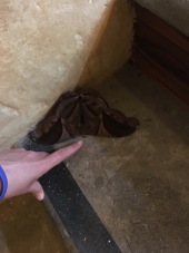 Moth on the stairwell